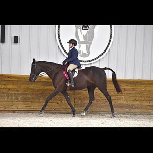 Meet your Posher, Ginger